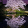 ジラカンス桜 (佐賀県武雄市若木町)