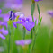花菖蒲2
