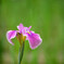 花菖蒲3