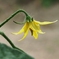 これ何の花（トマト）