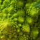 Romanesco
