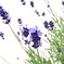 Lav. Blue