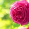 薔薇の輝き