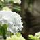 昭和記念公園1