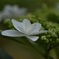 白紫陽花、花言葉「寛容」