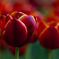 Tulip