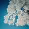 雪の花