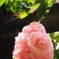 薔薇