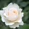 白薔薇