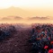 Waking of poppies