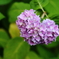 ♡（紫陽花）