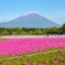 富士芝桜祭
