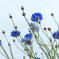 花の横顔