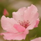 薔薇２