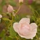 薔薇3