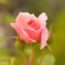 薔薇4