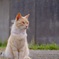 Old cat stare at the sea