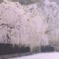 桜シャワー