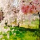 Cherry blossoms 2016