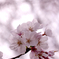 春に憂う