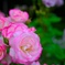 薔薇その1
