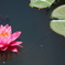 睡蓮