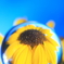 宙玉が空玉に…in sｕｍｍｅｒ
