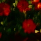 火花