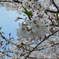 恩田川 桜22