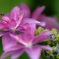 2016 紫陽花 ⑤