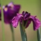 菖蒲 