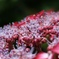紫陽花 
