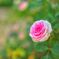 薔薇その２