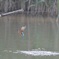 舞岡公園のカワセミ