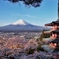 Mt. Fuji and Cherryblossom 