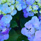 紫陽花