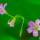 クローバーの花