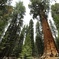 General Sherman tree