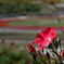 花フェスタ記念公園