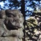 こまいぬ