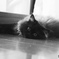 kitty 