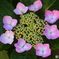 紫陽花（Ⅰ）