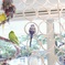 インコ色々