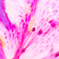 PINK×PINK