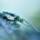 アジサイ　青緑