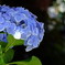 紫陽花