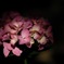 古都の紫陽花便り…５