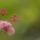 なんだこの花