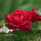 真紅の薔薇