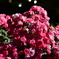 ライトアップされた薔薇